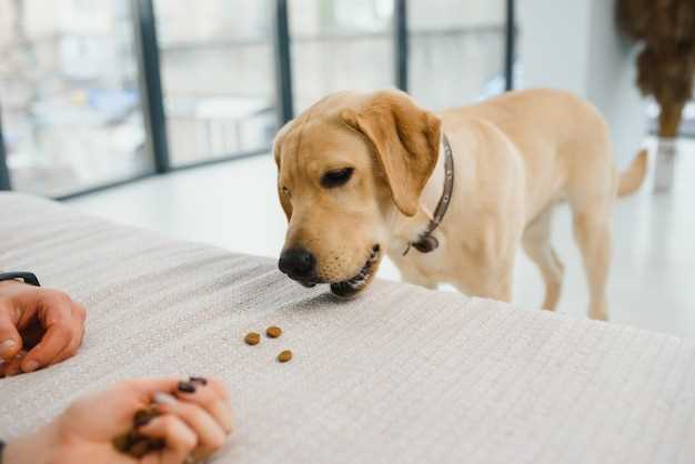 Tips for Giving Losartan to Your Dog
