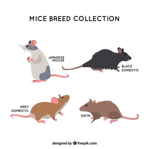 Losartan dose mice